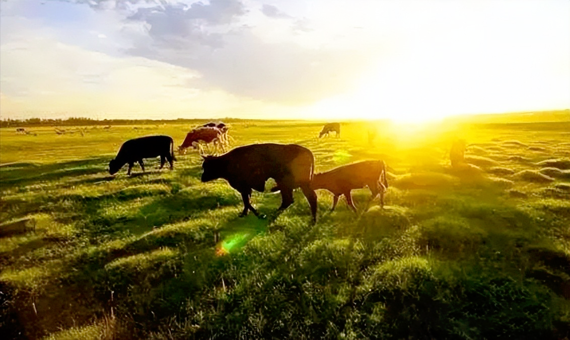 LoRa設備應用在智慧養(yǎng)殖、智慧農(nóng)業(yè)中，發(fā)揮巨大作用