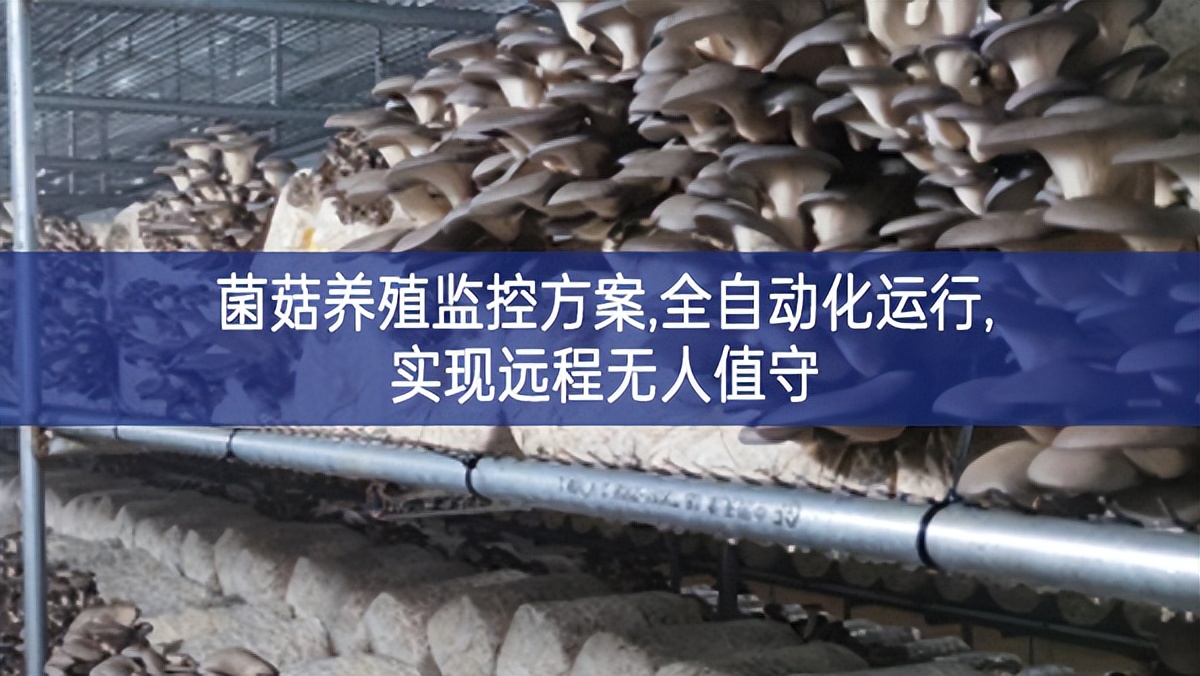 菌菇養殖監控方案,全自動化運行,實現遠程無人值守