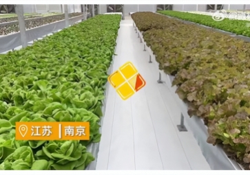 聚英智慧溫室控制系統(tǒng)，建設植物工廠，一年多茬