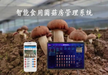  智能食用菌菇房管理系統，物聯網方案應用，打造菌菇種植工廠